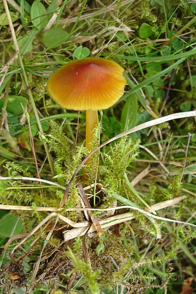 TAOU-20130925DSC00391-c-slijmwasplaat-hygrocybe laeta.jpg